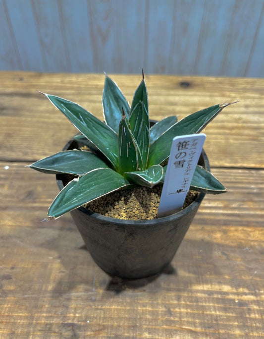【多肉植物】アガベ ビクトリアレギネ ギフト・お祝い用・ご自宅用などに